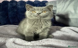 British Shorthair cats for sale: Beautiful litter of baby blues ready  - Image 2