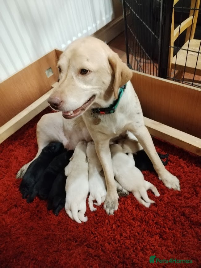 Labrador Retriever dogs Chunky Yellow & Black Labrador Puppies - Advert 5