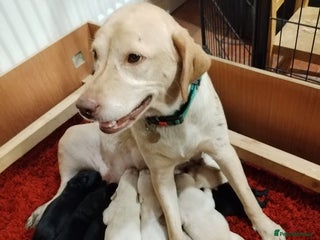 Labrador Retriever dogs Chunky Yellow & Black Labrador Puppies - Advert 5