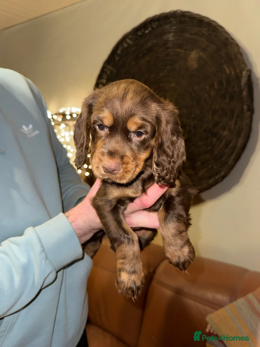 Cocker Spaniel dogs for sale: Stunning KC registered Cocker Spaniel Pups - Advert 9
