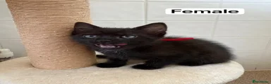 Domestic Shorthair 3