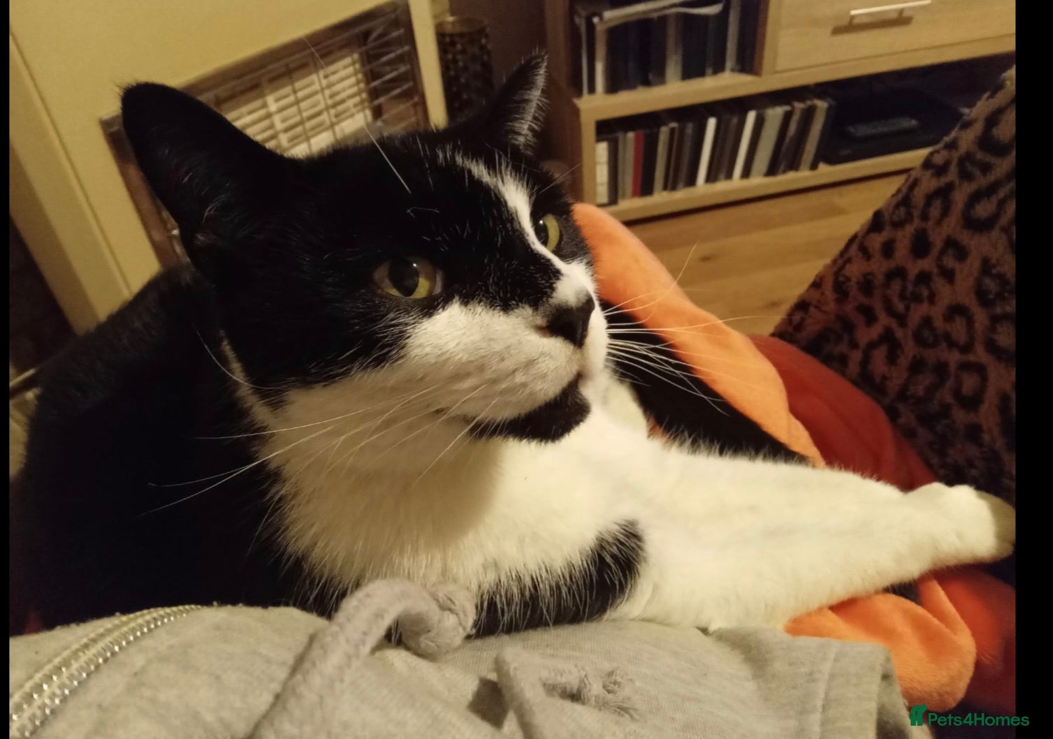 Domestic Shorthair cats Lovely male 13 year old domestic short hair - Advert 9