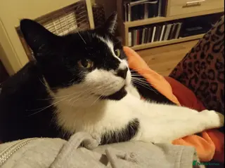 Domestic Shorthair cats Lovely male 13 year old domestic short hair - Advert 9