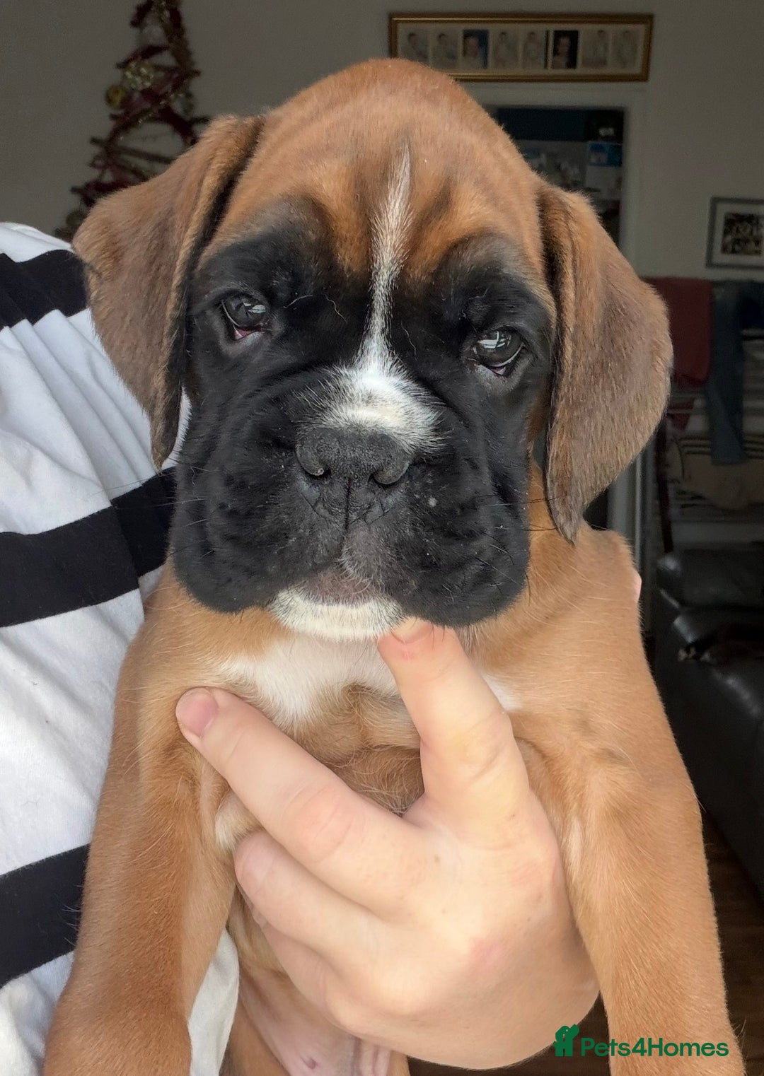 Boxer dogs for sale:  ⭐️ Fully health checked KC registered ⭐️ - Advert 12