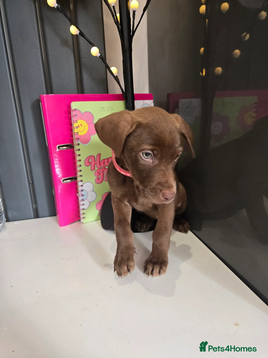 Mixed Breed dogs for sale: Doberman x Weimaraner Cross - Advert 7