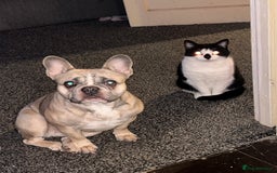 Domestic Shorthair cats for sale: Lovely female cat - Image 7