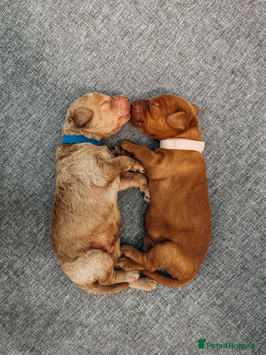 Labradoodle dogs for sale: F2B Labradoodle Puppies – Red & Apricot - Advert 3