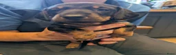 Miniature Dachshund dogs for sale: Miniature Dachshund pups  in Llanybydder - Advert 24