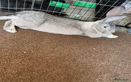 Continental Giant rabbits for sale: 2x Black Pure Giant Continental Bucks  - Image 13