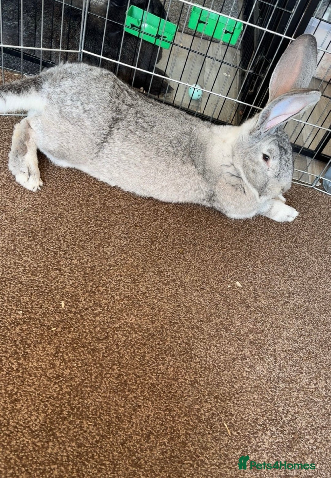 Continental Giant rabbits for sale: 2x Black Pure Giant Continental Bucks  - Image 13