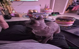 Sphynx cats for sale: Smeagol gorgeous girl sphinx cuddly and courageous - Image 3
