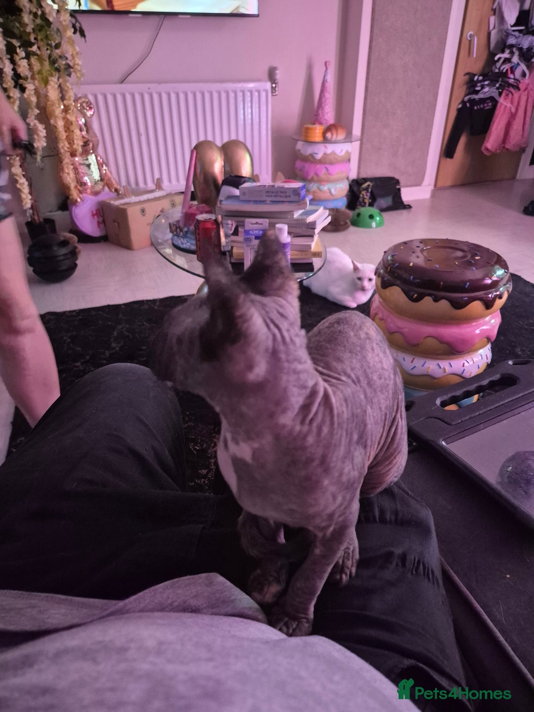 Sphynx cats for sale: Smeagol gorgeous girl sphinx cuddly and courageous - Image 3