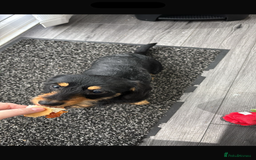 Mixed Breed dogs for sale: Beautiful girl  - Image 2