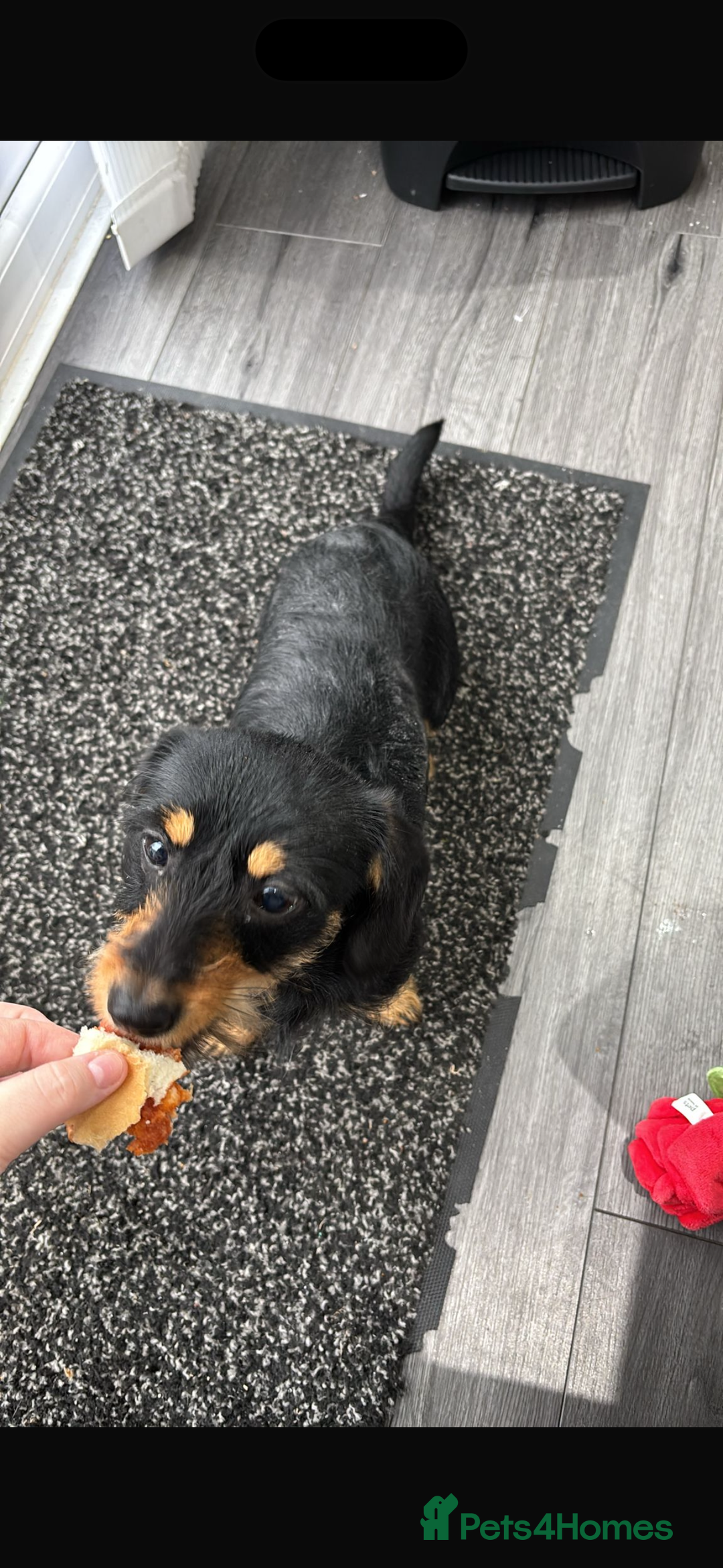 Mixed Breed dogs for sale: Beautiful girl  - Image 2