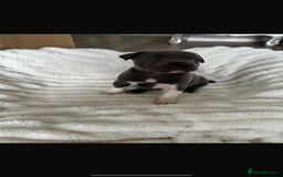 Staffordshire Bull Terrier dogs for stud: (ROCKY) rezevoire prince amond  - Image 11