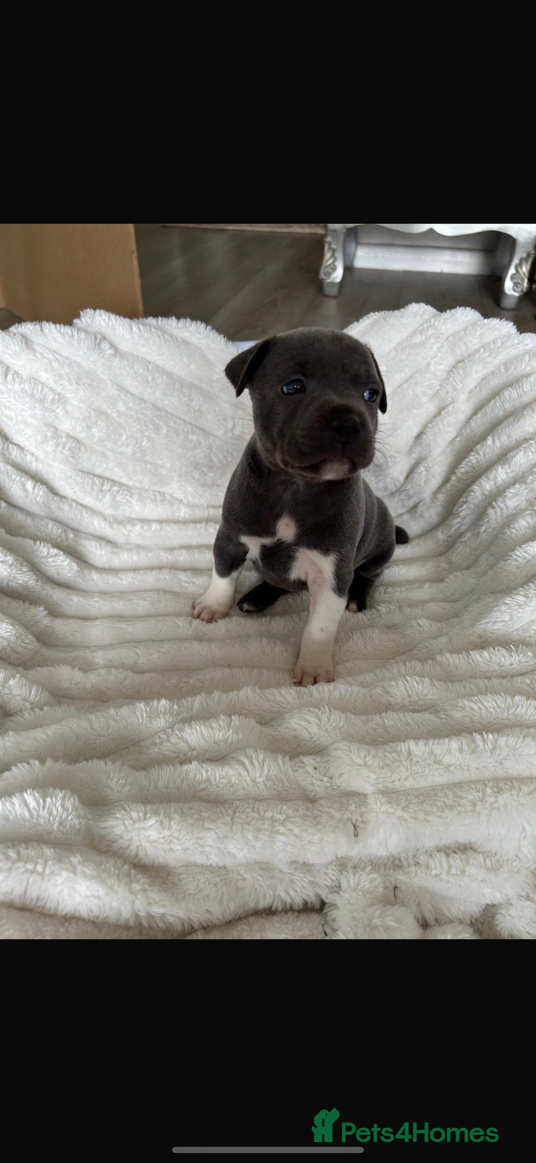 Staffordshire Bull Terrier dogs for stud: (ROCKY) rezevoire prince amond  - Image 11