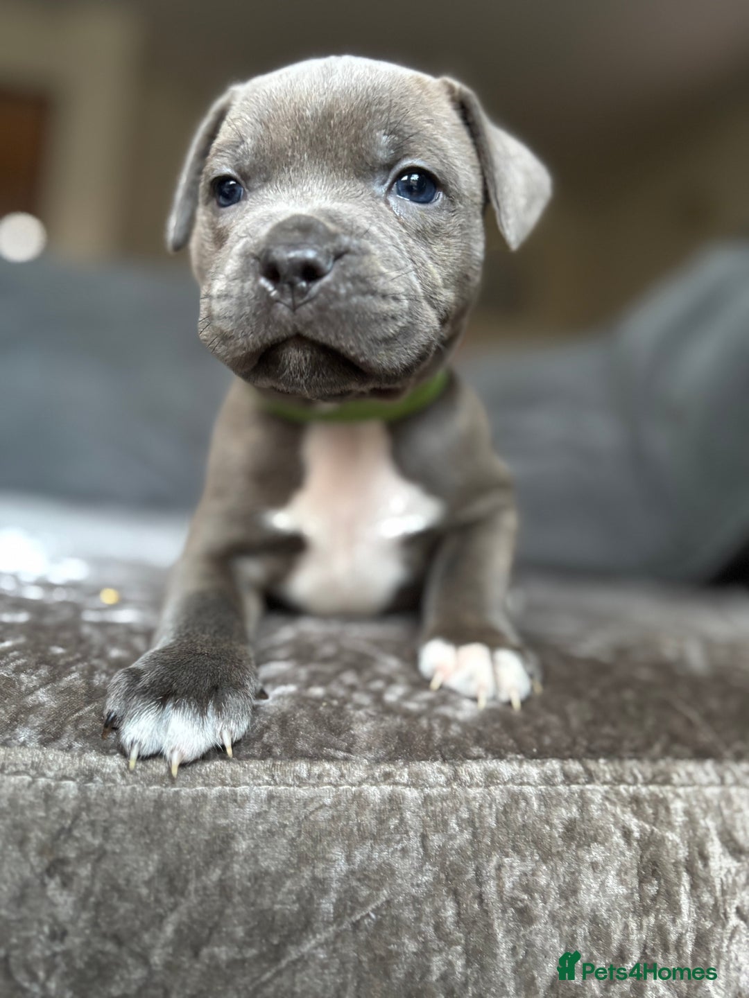 Staffordshire Bull Terrier dogs for sale: Quality Blue Health Tested  - Advert 26