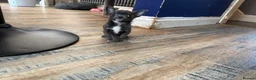 Chihuahua dogs for sale: Tiny  **  blue chihuahua female  - Advert 8