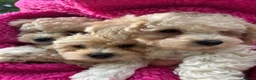 Poochon dogs for sale: 🌺3 POOCHON GIRLS in CHESHIRE🌺-Ready Fri  - Advert 18