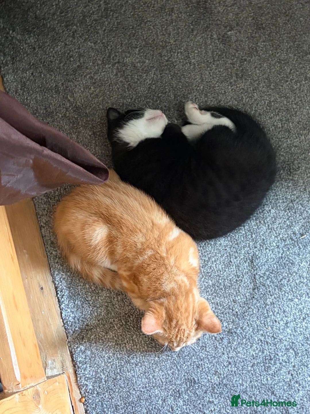 Mixed Breed cats for sale: Tuxedo cat male - Advert 2
