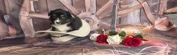Australian Shepherd dogs for sale: Australian shepherds  - Advert 23