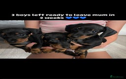 Dachshund dogs for sale: 3 boy dachshunds for sale - Image 1