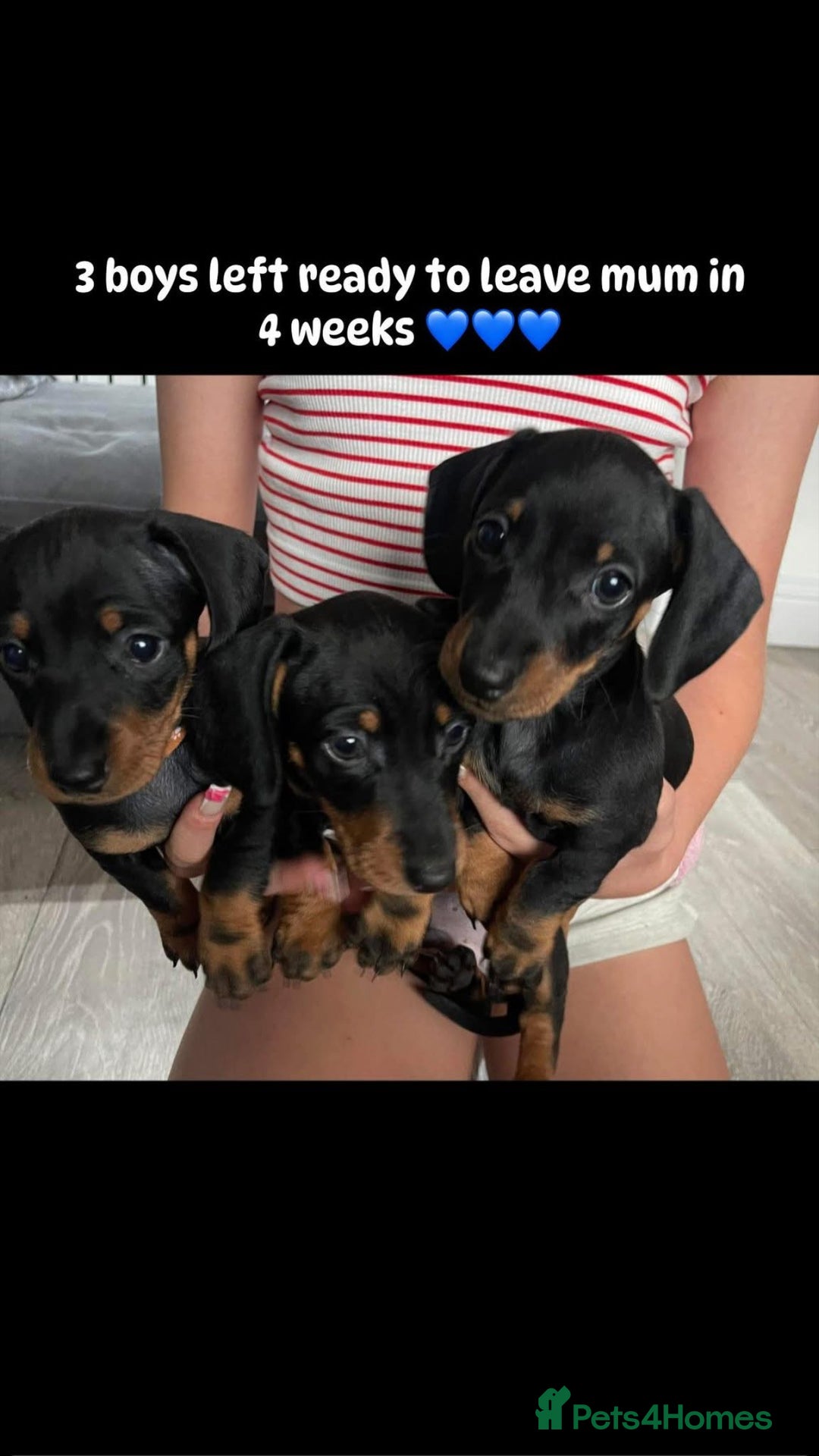 Dachshund dogs for sale: 3 boy dachshunds for sale - Image 1