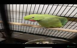 Ringnecks birds for sale: Ringneck  - Image 3