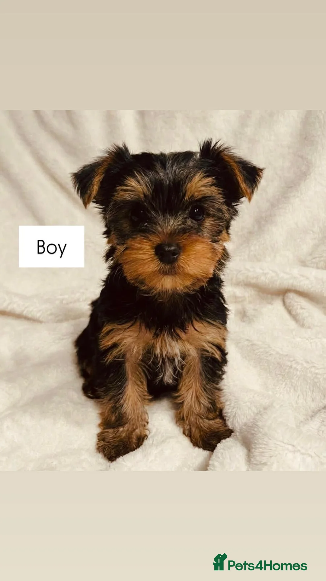 Yorkshire Terrier dogs for sale: Gorgeous Yorkshire terrier puppies - Advert 4