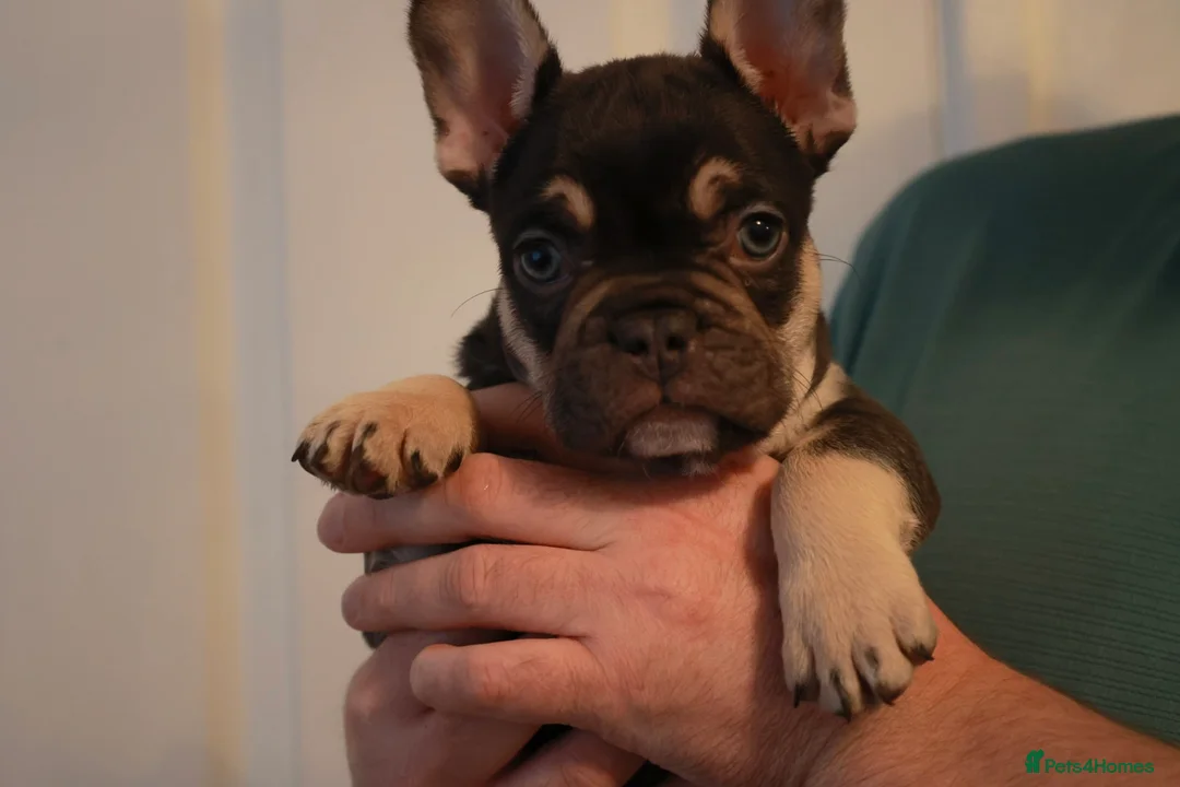 French Bulldog dogs for sale: French bulldog pups  - Advert 16