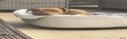 American Bully dogs for sale: Chocolate tri pocket bully female. - Advert 5