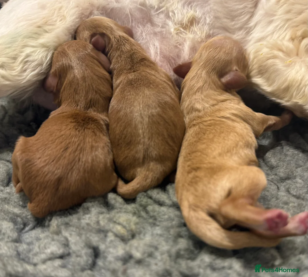 Schnoodle dogs for sale: F1 Toy Mega Coat Schnoodles - Advert 4