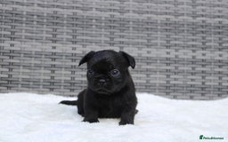 Mixed Breed dogs for sale: French bulldog X imperial shih tzu  - Image 10