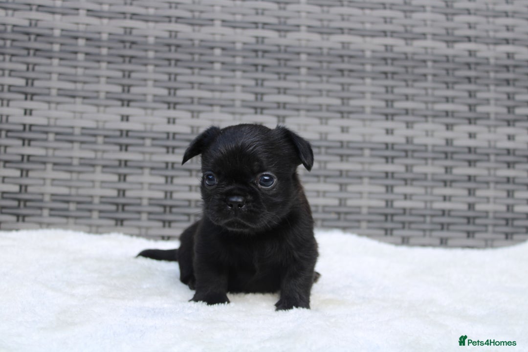 Mixed Breed dogs for sale: French bulldog X imperial shih tzu  - Image 10