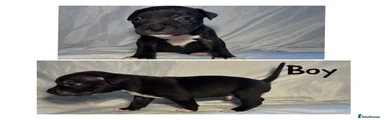 Mixed Breed 7