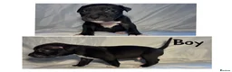 Mixed Breed dogs for sale: Staffy cross pups looking for forever homes🏡 - Advert 20