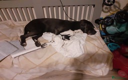 Mixed Breed dogs for sale: Pepper  - Image 1