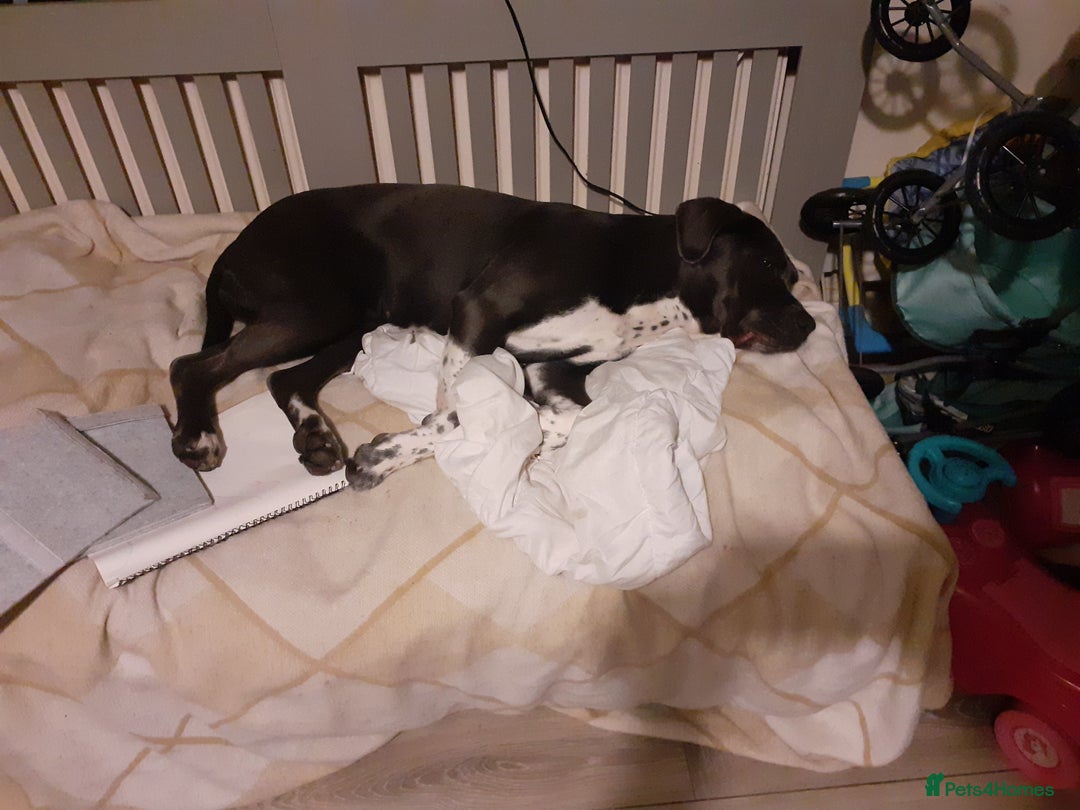 Mixed Breed dogs for sale: Pepper  - Image 1