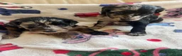 Cockapoo dogs for sale: Merle cockapoo puppy’s  - Advert 14