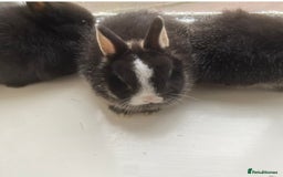 Netherland Dwarf rabbits for sale: Stunning pure bred Netherlands dwarf kits  - Image 5
