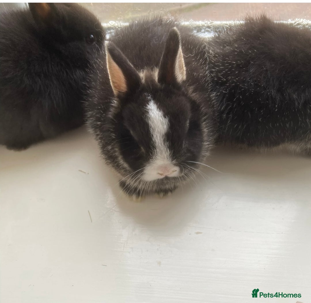 Netherland Dwarf rabbits for sale: Stunning pure bred Netherlands dwarf kits  - Image 5