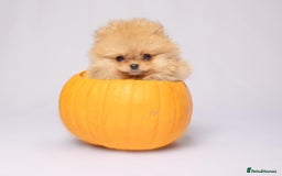 Pomeranian dogs for sale: True to type Pomeranian Puppies  - Image 14