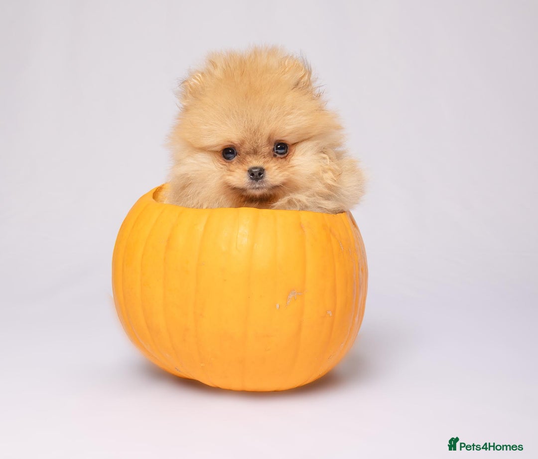 Pomeranian dogs for sale: True to type Pomeranian Puppies  - Image 14