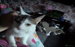 British Shorthair cats for sale: Female 1 year old - Image 4