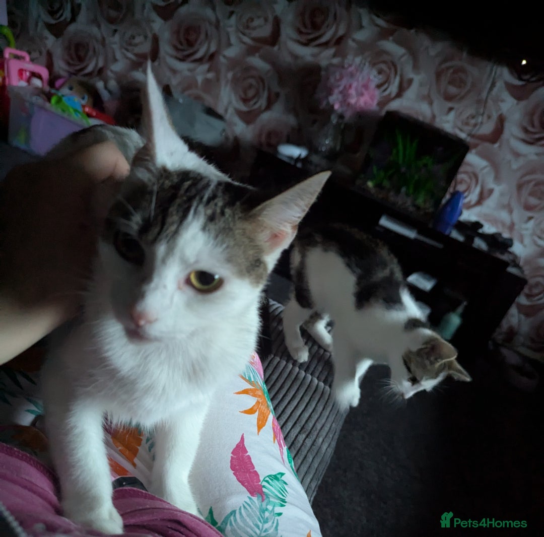 British Shorthair cats for sale: Female 1 year old - Image 4