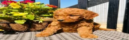 Mini Goldendoodle dogs for sale: 🧡❤️ GORGEOUS MINI GOLDENDOODLE PUPPIES ❤️🧡 - Advert 15