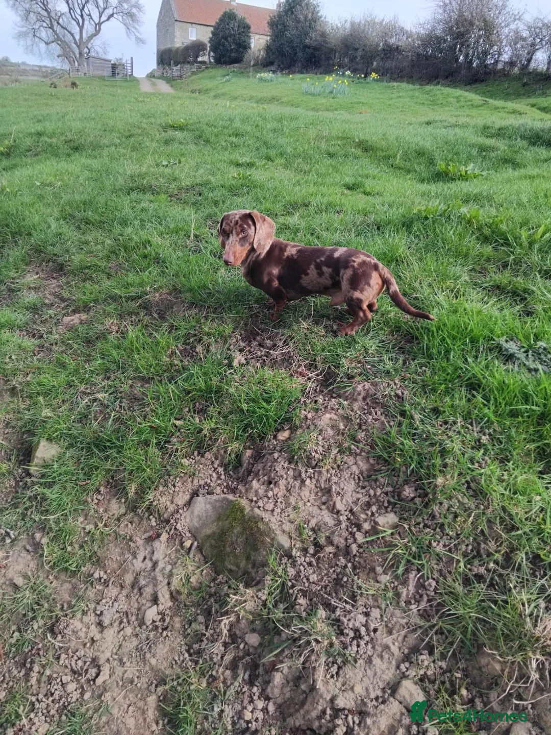 Miniature Dachshund dogs for sale: Kc registered miniature dashchund  - Advert 8