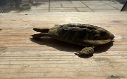 Tortoise reptiles for sale: Hermanns tortoise male  - Image 2