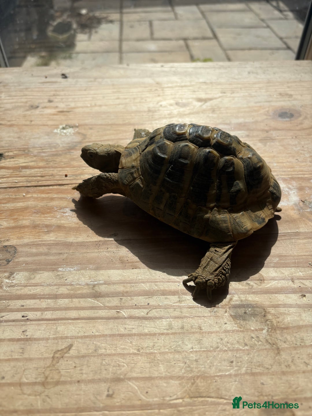 Tortoise reptiles for sale: Hermanns tortoise male  - Image 2