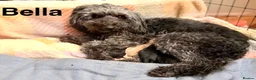 Bordoodle dogs for sale: Exceptional F1bbb Bordoodle Puppies  - Advert 36